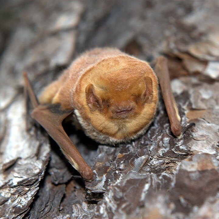It's Bat Appreciation Week and there are so many reasons to appreciate bats! Did you know that a single bat can eat 600-1,000 mosquitos per hour?! Weymouth Woods has 7 recorded species of bats, this one here is an Eastern Red Bat.