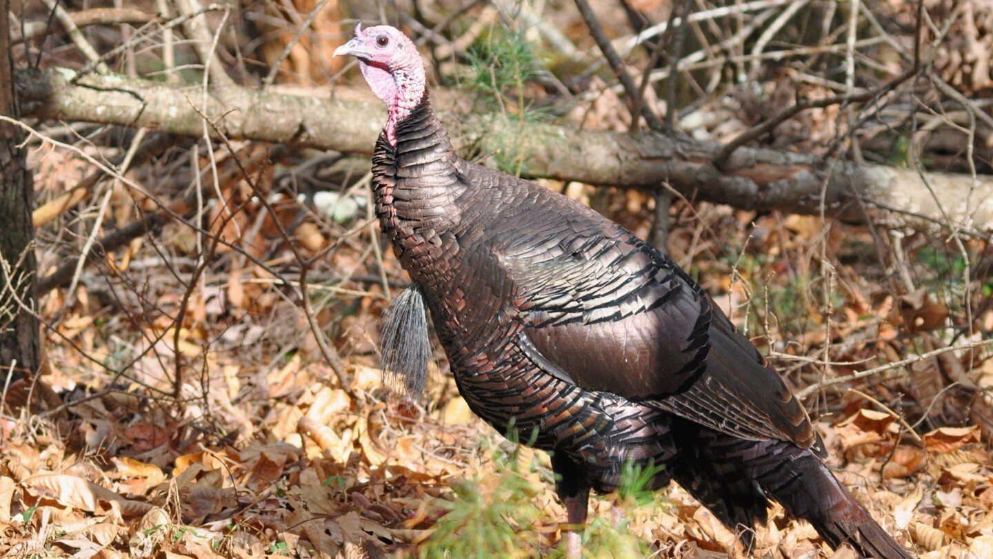 What do you call a turkey the day after Thanksgiving?.....

Lucky. 

Speaking of turkeys, did you know that in 1970 there were only a total of 2,000 turkeys in NC? Thanks to conservation efforts there are now an estimated 270,000! Good job for helpin