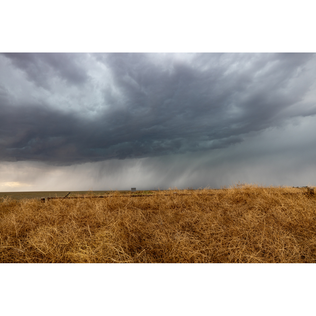 A Rolling Mound Of Tumbleweeds