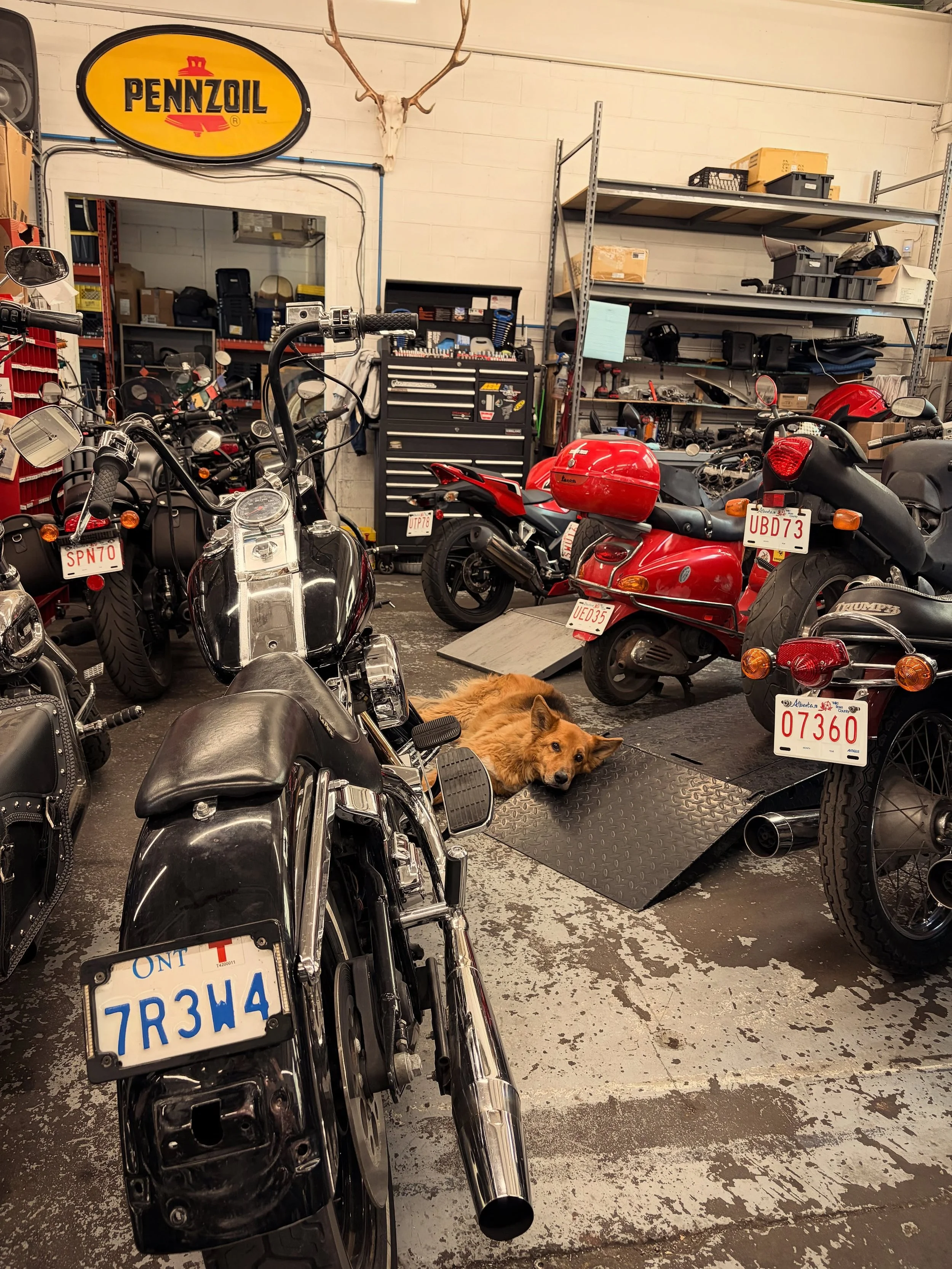 Dax is feeling the heat from service season (and this beautiful weather).

Thanks everyone for trusting us with your bikes, as well as having patience as we get through them all as best we can! 😘

#yycmotorcycle #motorcycleshop #motorcyclerepairshop
