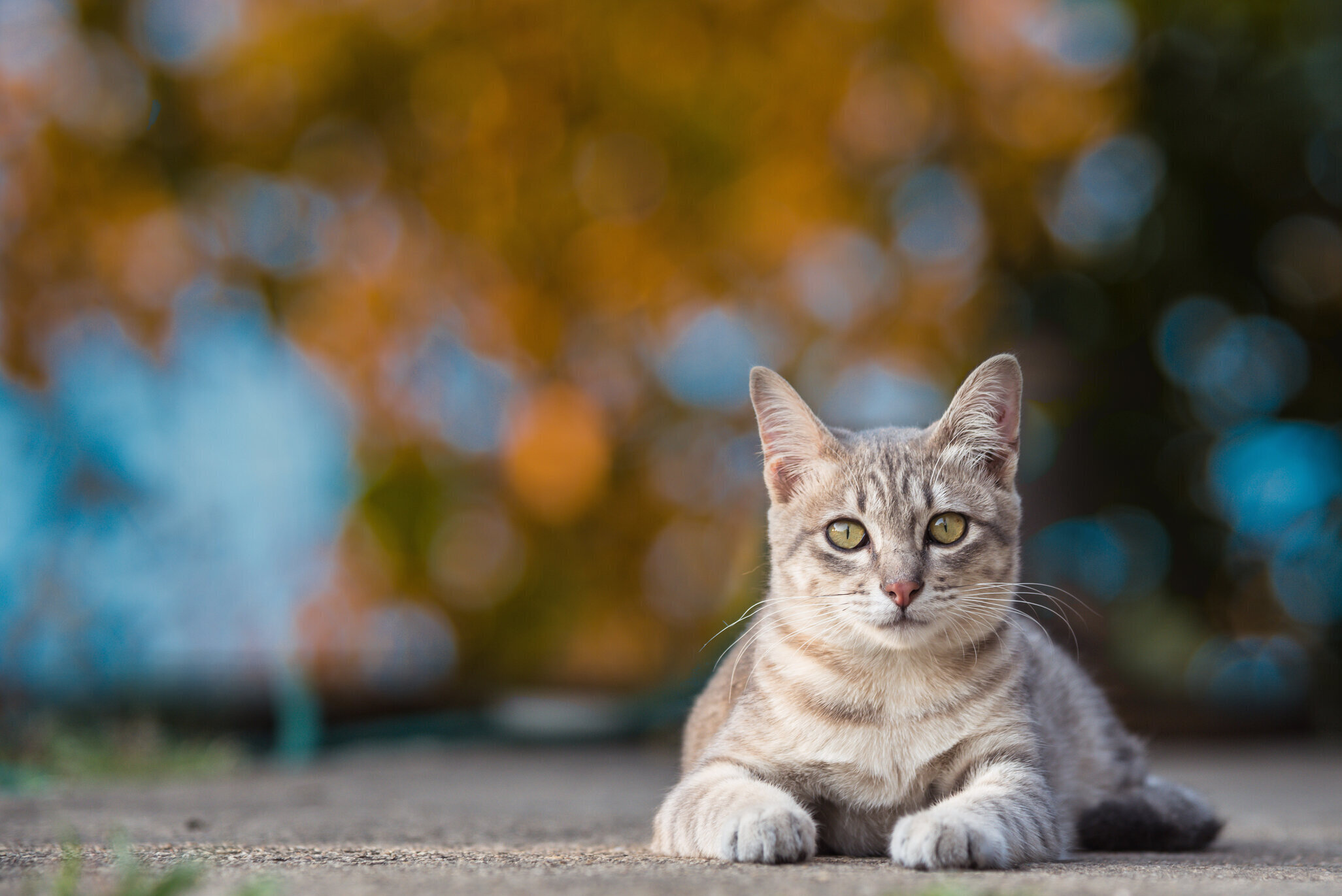 surrendering a sick cat