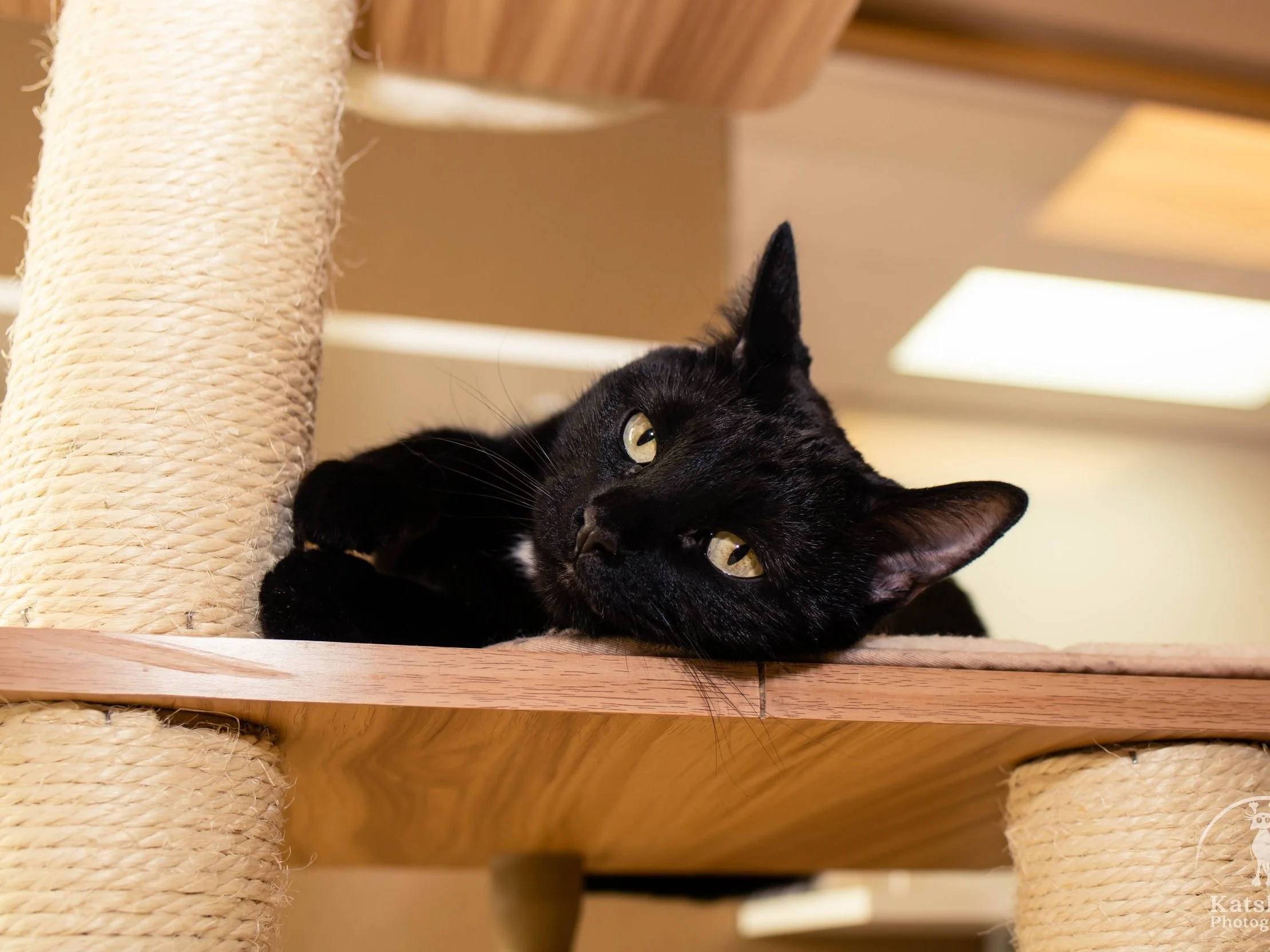 Support Safe Place — Safe Place for Pets