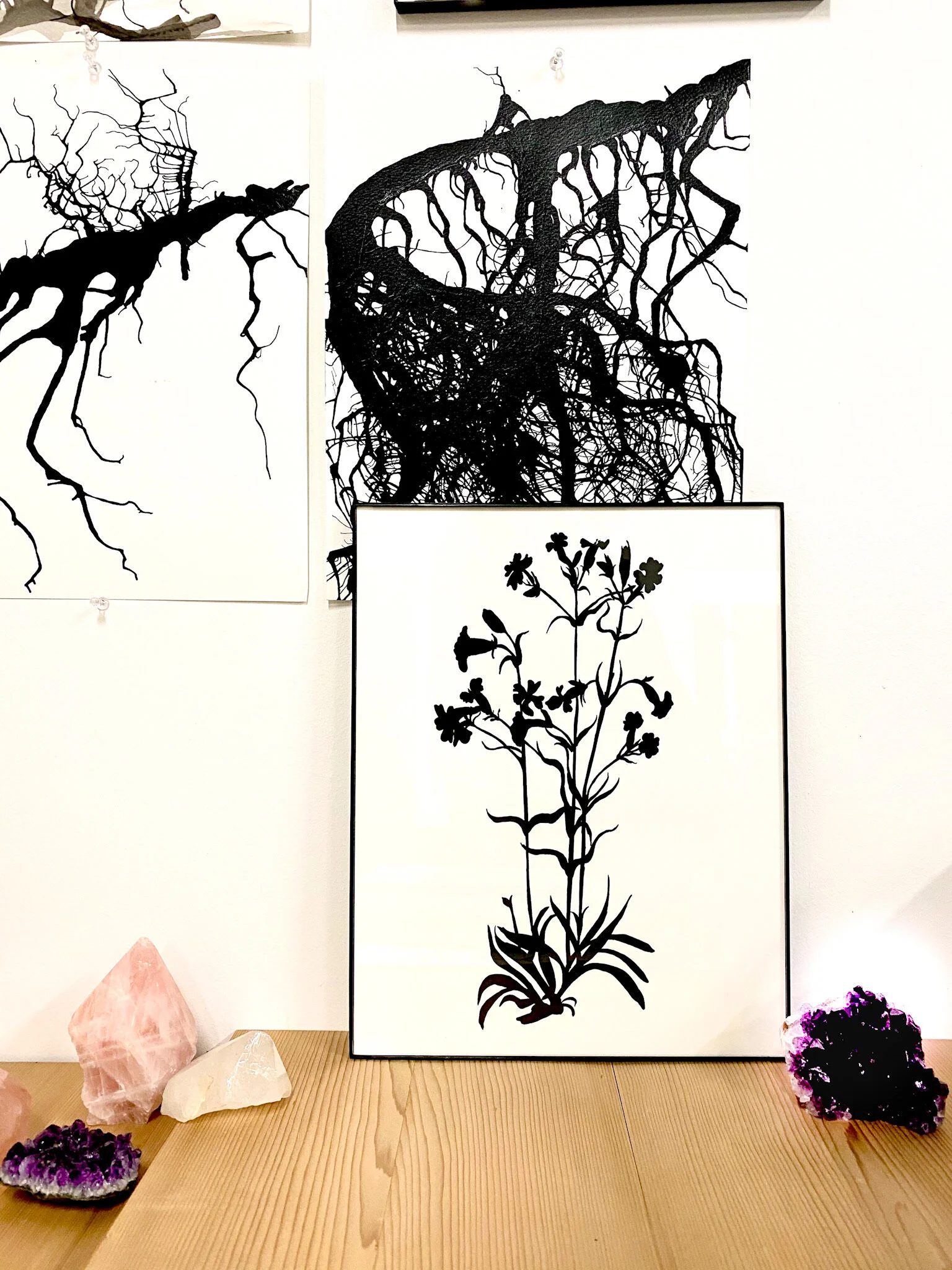 Detail-Insitu-03-Catchfly(toshowsingles).JPG