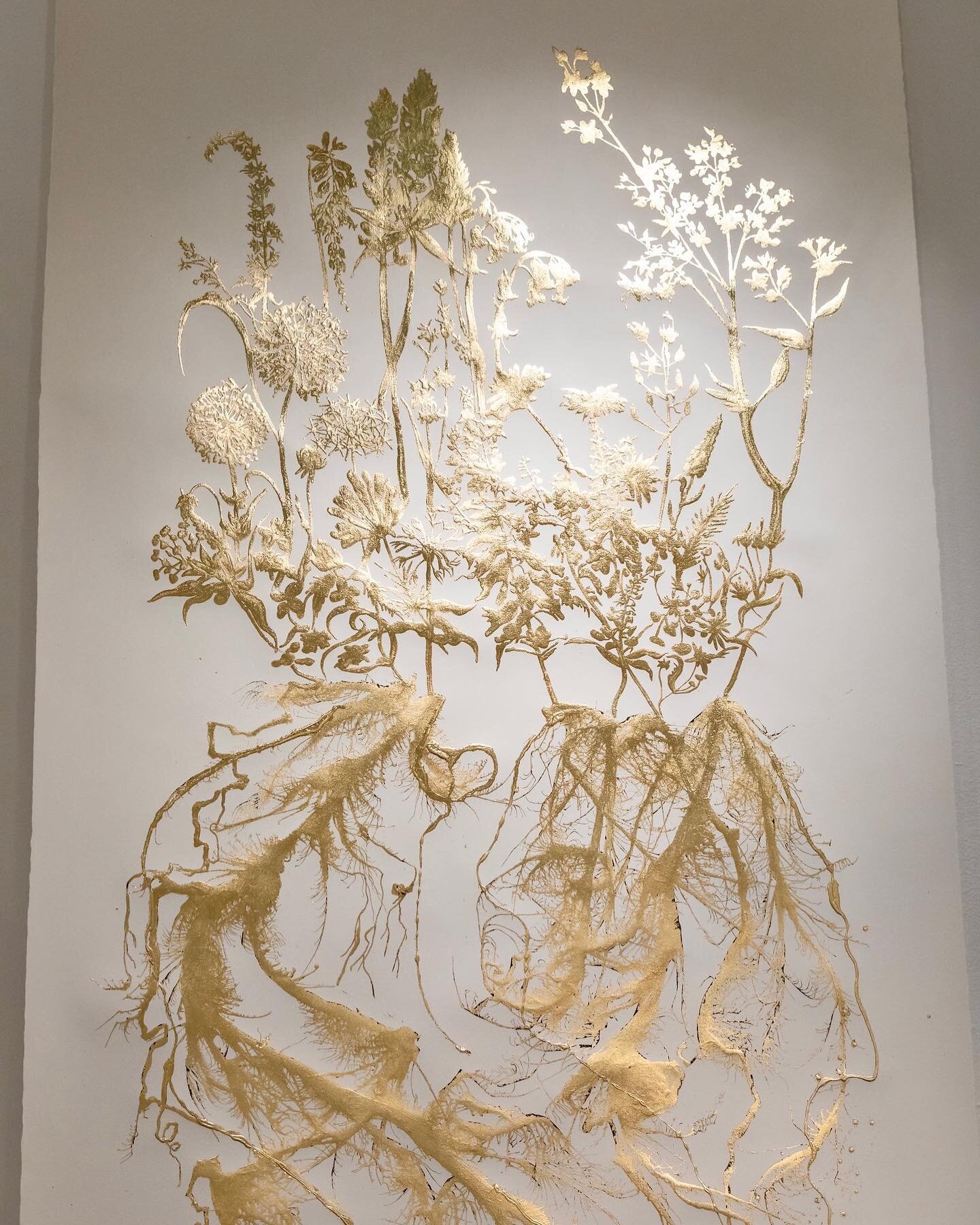 #wildflowers #detail #metaldrawing #goldleaf #worksonpaper #allium #foxglove #echinacea #lavender #buttercups #roots #botanicalstudies 
#scroll #14feet