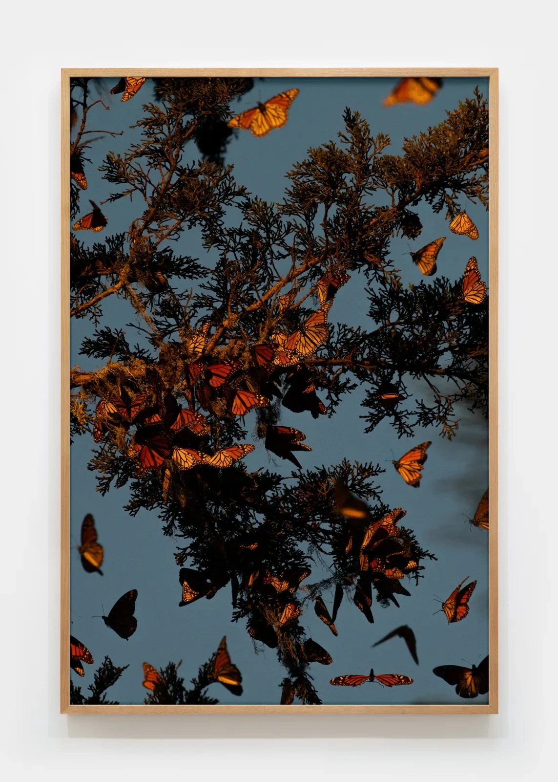 Matthew Porter, Last Butterflies, 2024