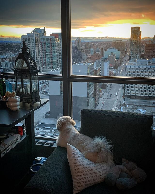 My quarantine buddy watching over the city and making sure you all are physical distancing properly. She will report your ass, if you&rsquo;re not! ❤️
~
Hope everyone is staying safe and taking care of themselves.