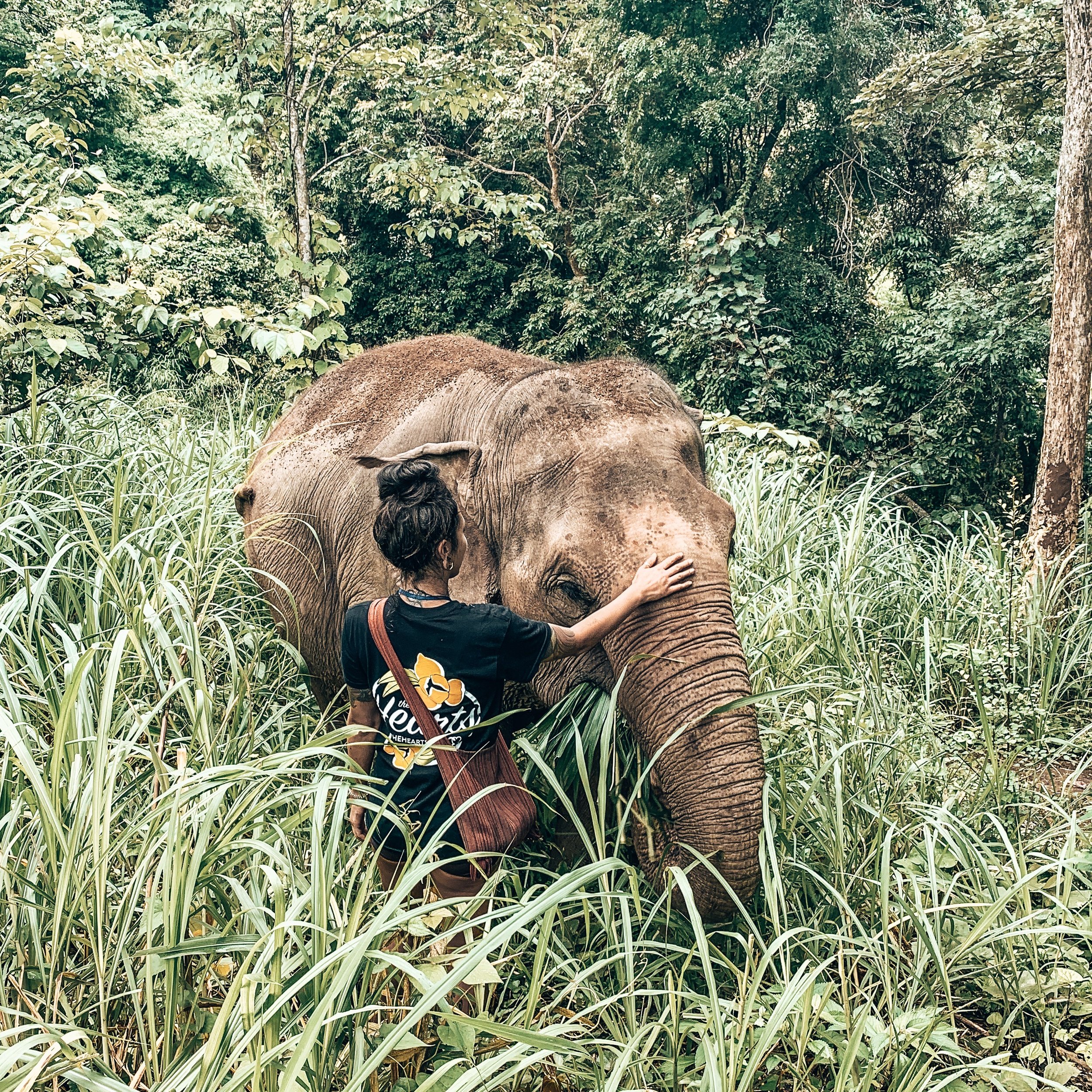 Chiang Mai Elephant Sanctuary @wanderwithjamie