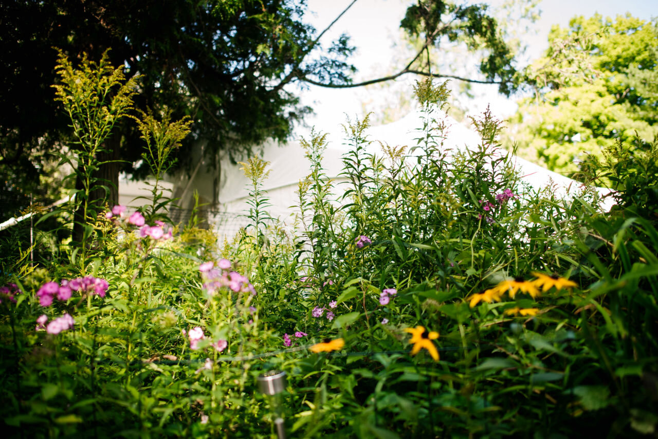 Wildflowers in the Ottawa backyard wedding venue