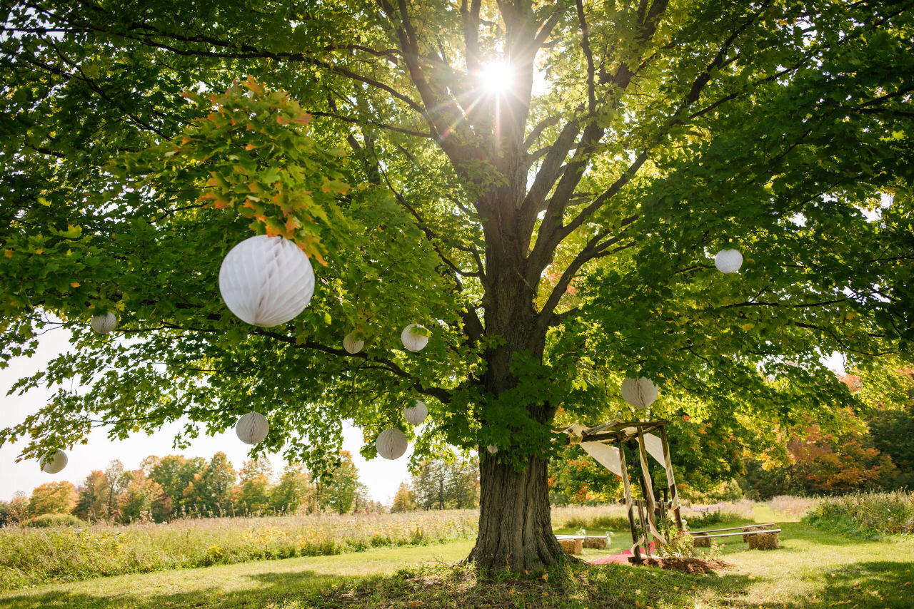 Large tree decorated with paper lanterns at ontario wedding venue