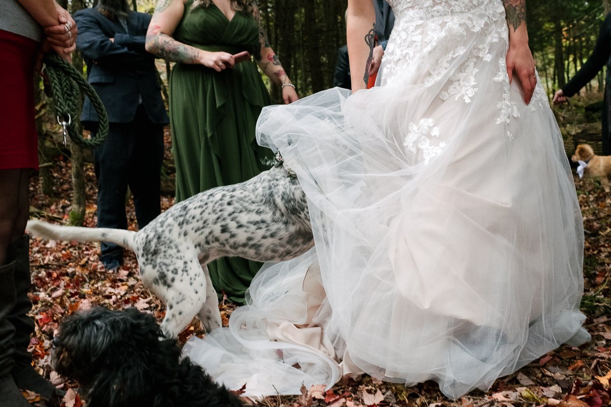 Dog playing with the bride's wedding gown