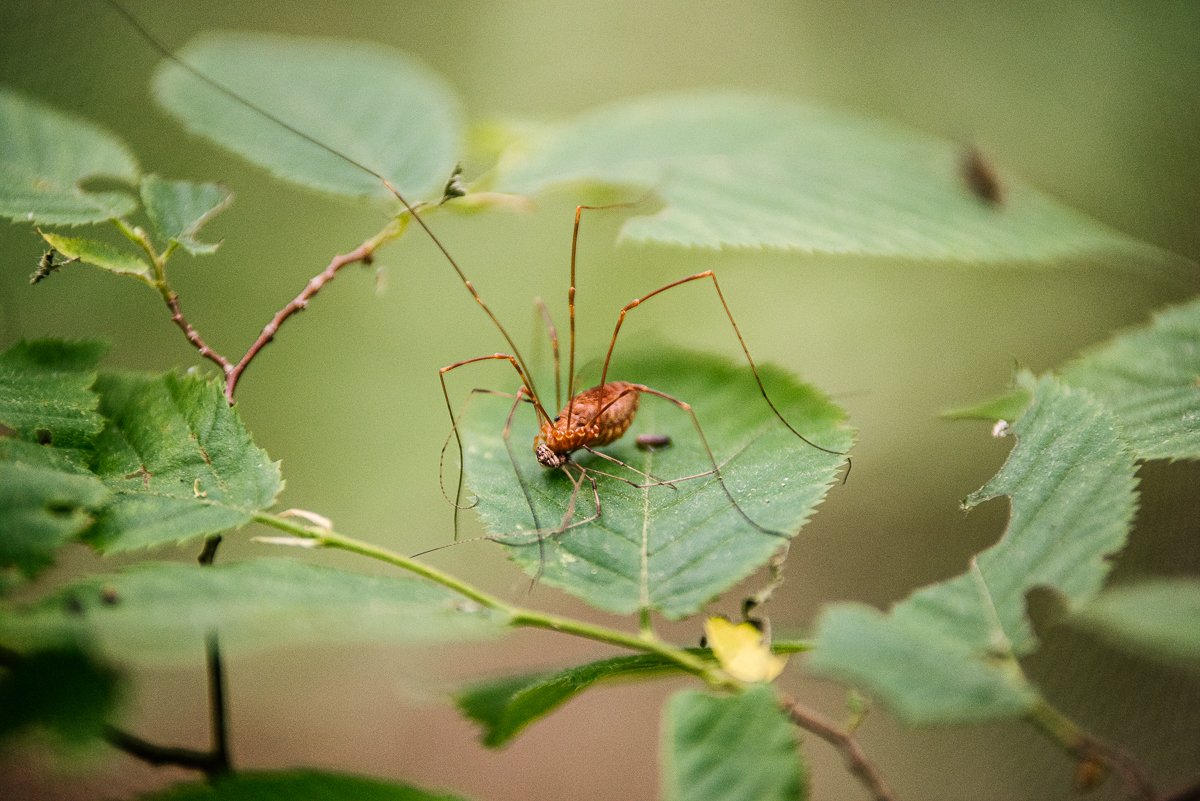 Spider sitting on the leaf in frontenac park