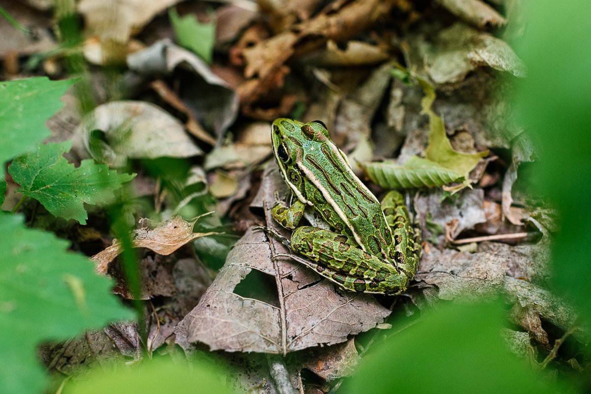 Frog in the forest lying on rocks and leaves