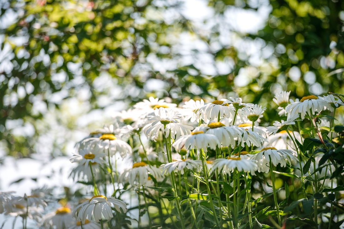 Beautiful white and yellow flowers in the garden. 