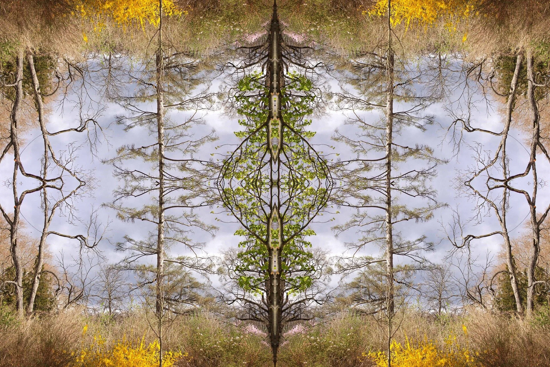 Plant Spirit Medicine, Part 5 Moving Past Doubt and Into Magic