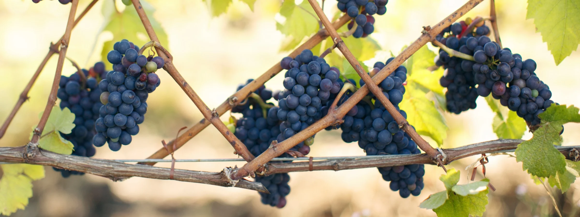 Grapes.jpg