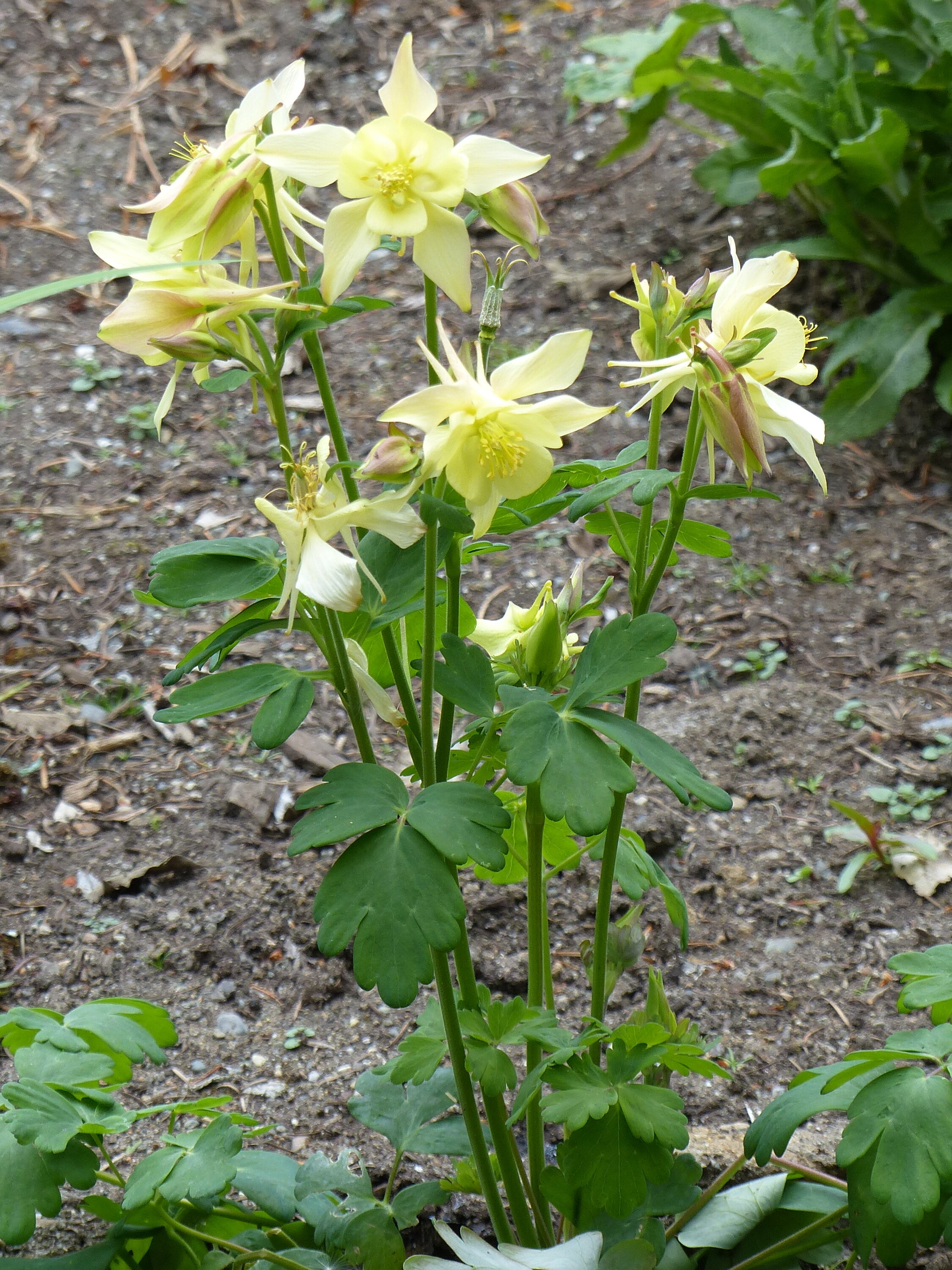  Columbines bloom from April until fall. Aquelligia (columbine) is seen in many colors and shapes, blooming from April until fall. 