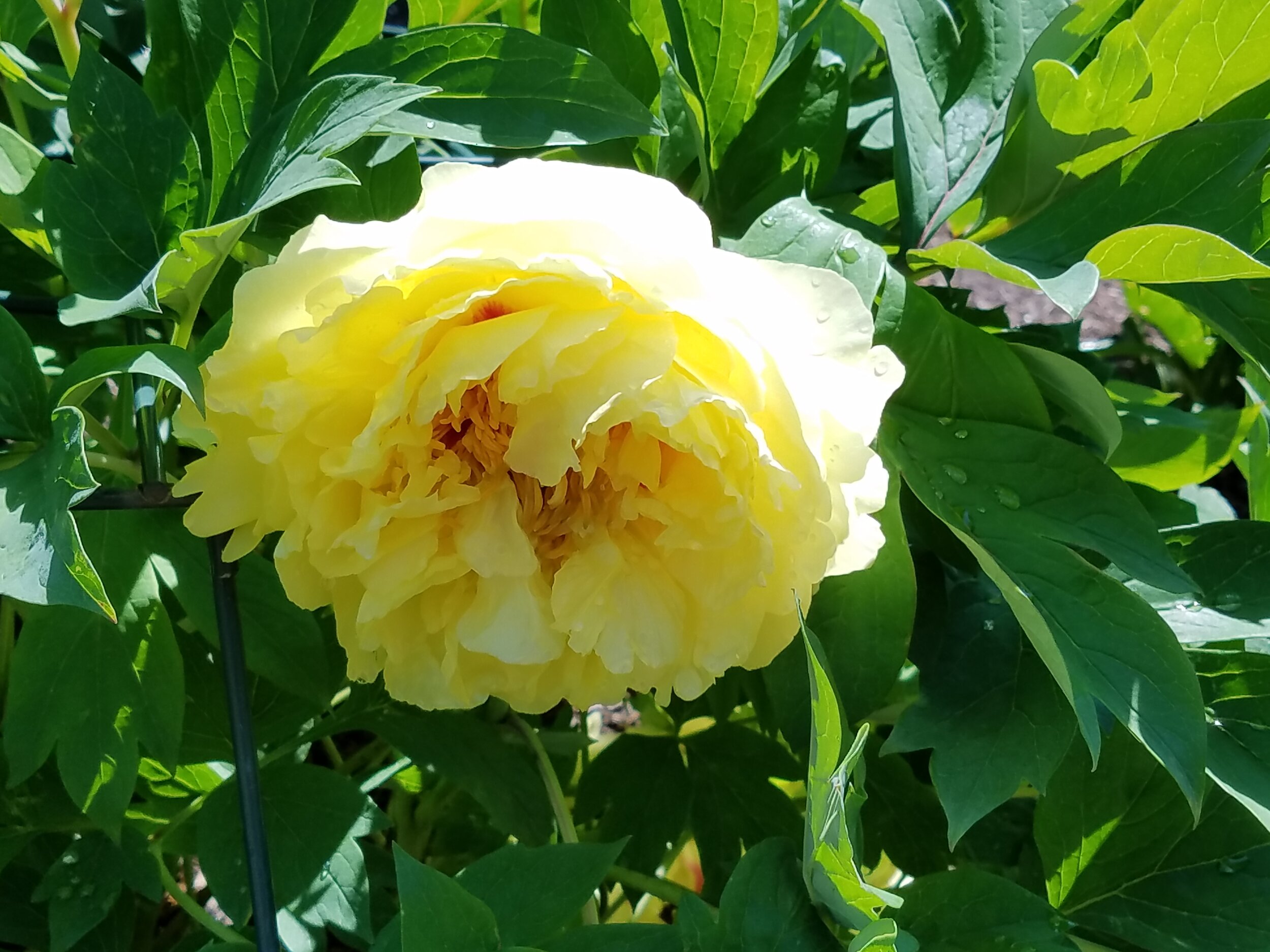  The Bartzella Peony is an Itoh variety and blooms in early spring. 