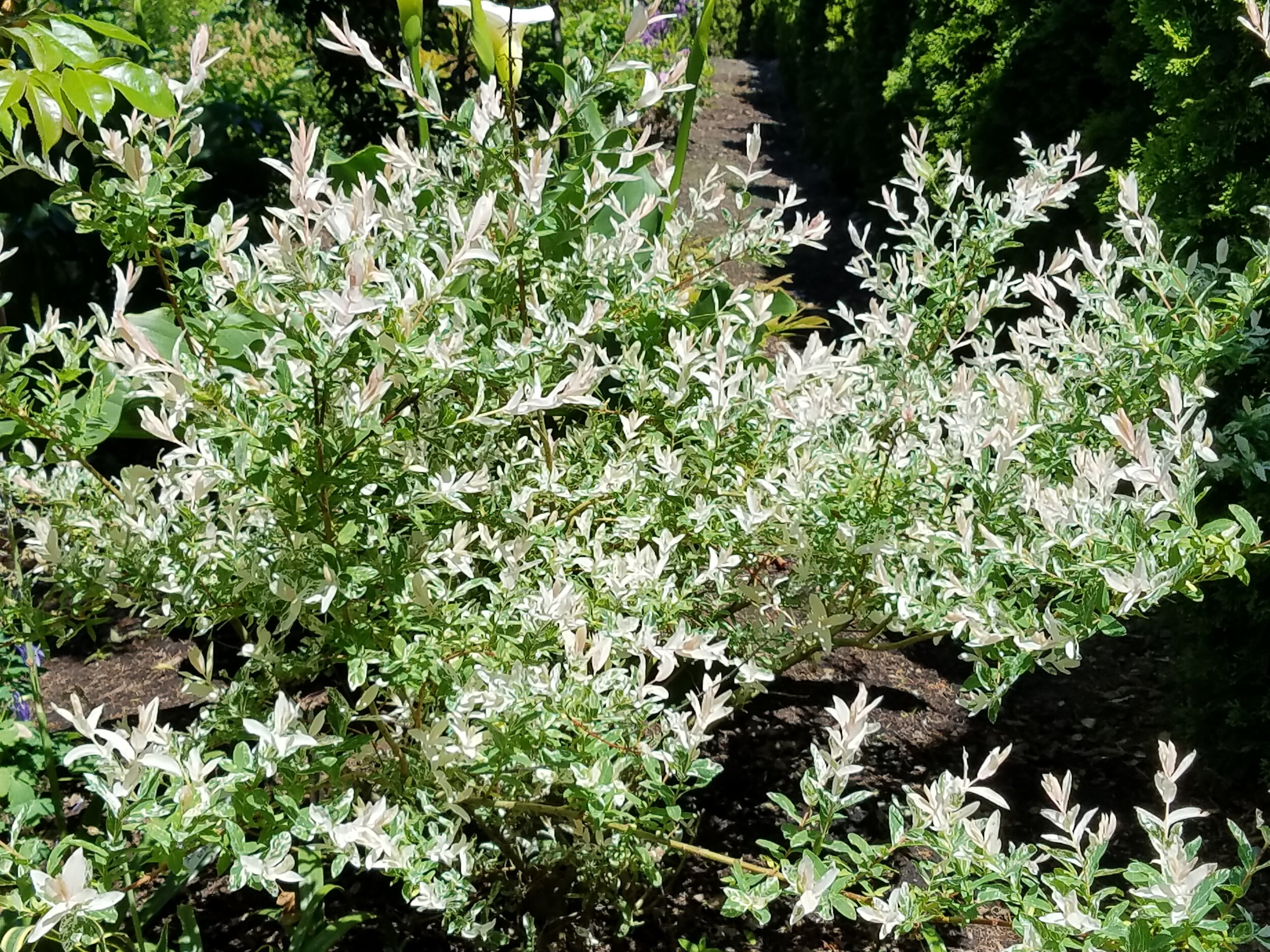  Salix Integra 'Hakuro Nishiki is known as a Japanese dappled willow. It is actually a semi deciduous shrub that matures at 15 feet. Gorgeous pink stems hold white, pink and green leaves during spring, summer and fall. 