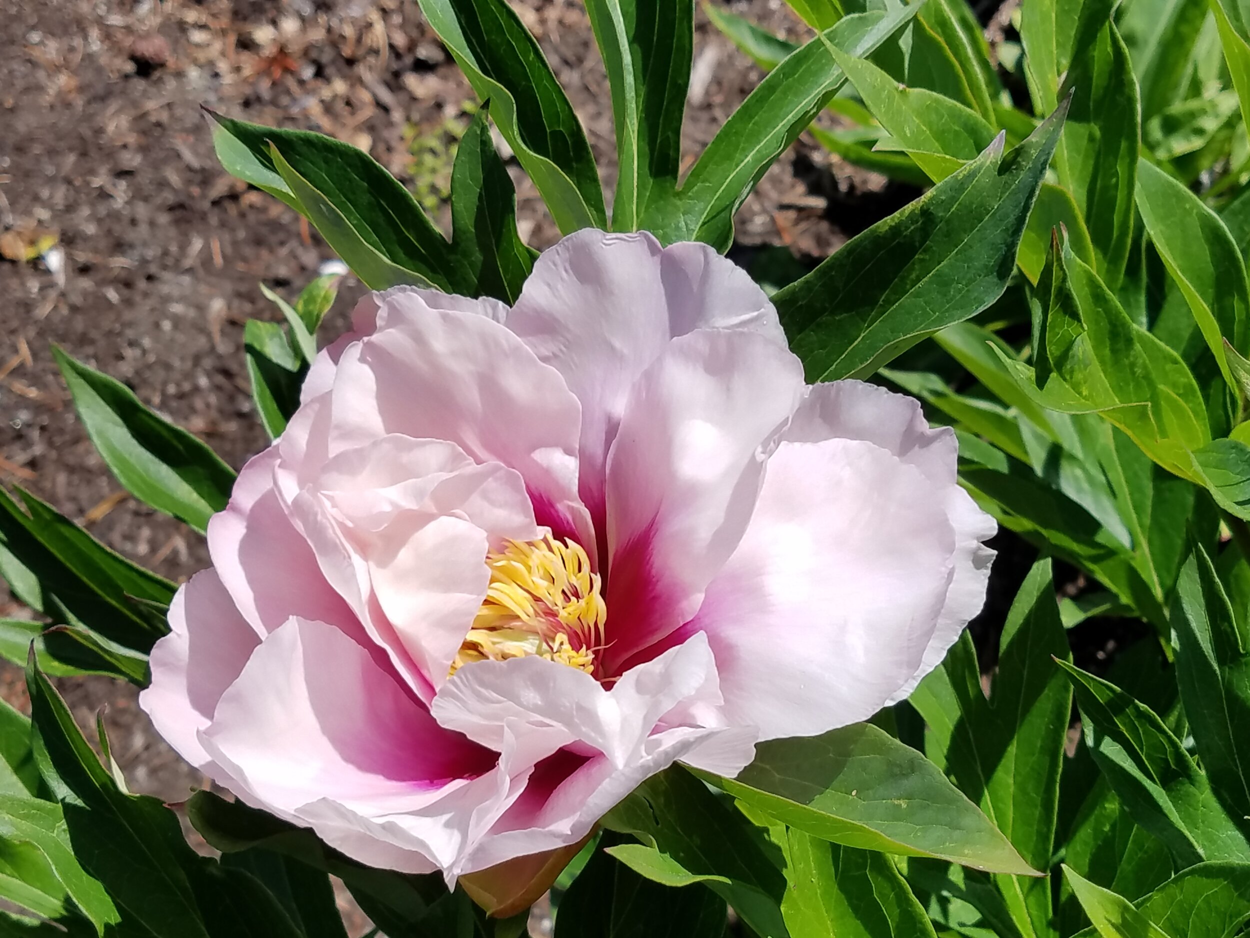  Peony Cora Louise is an Itoh variety that when mature will have approximately 50 blooms. It blooms in late spring and gets to be about 3 feet tall. 