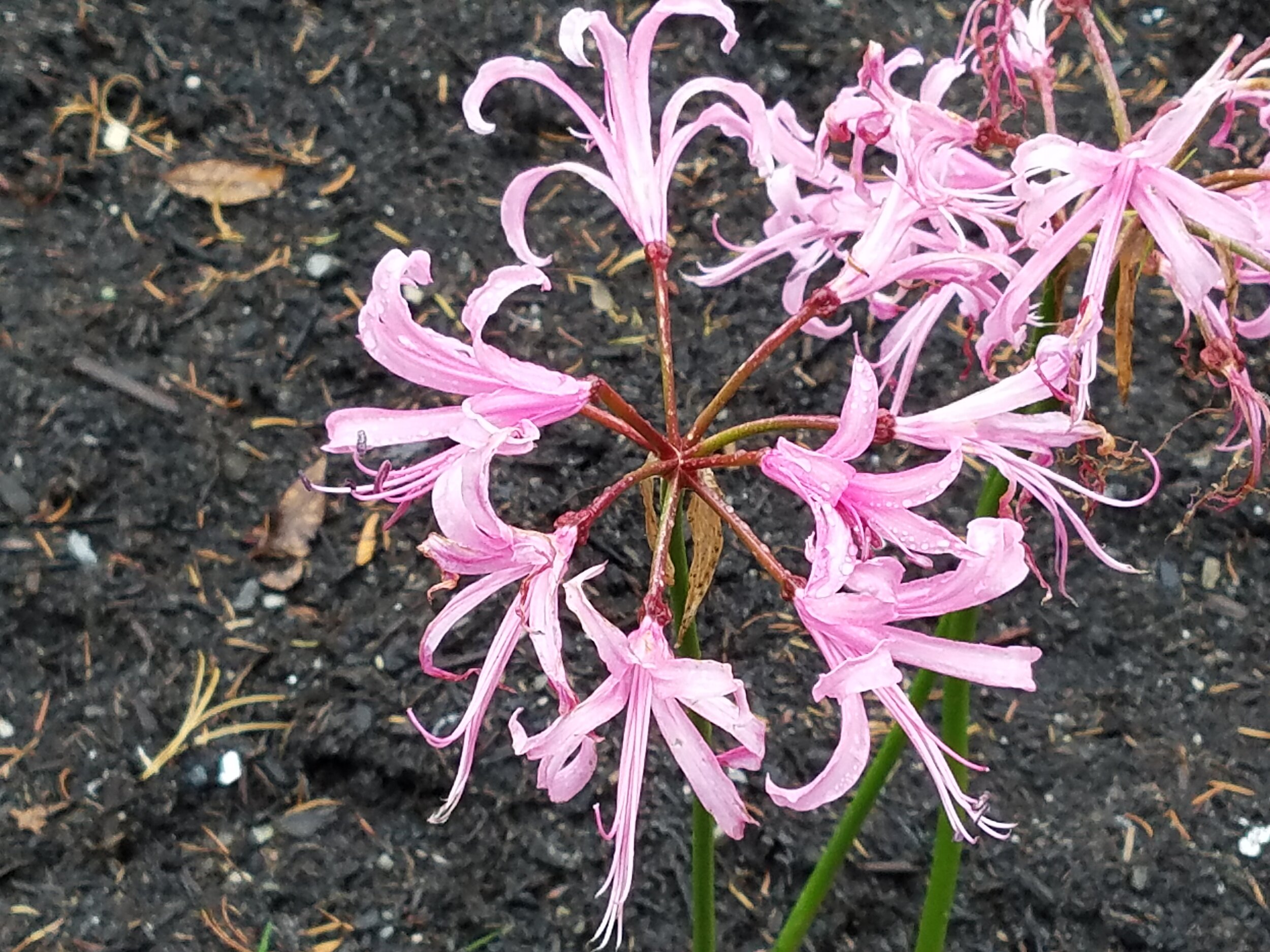  Nerine bowdenii or the Nerine Lily has also been called 'Naked Lady', and provides a touch of pink to the late season garden. 