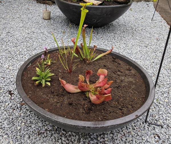  The bog bowl garden has limited drainage and features carnivorous plants like the red Sarracenia and other plants that thrive in wet conditions. 