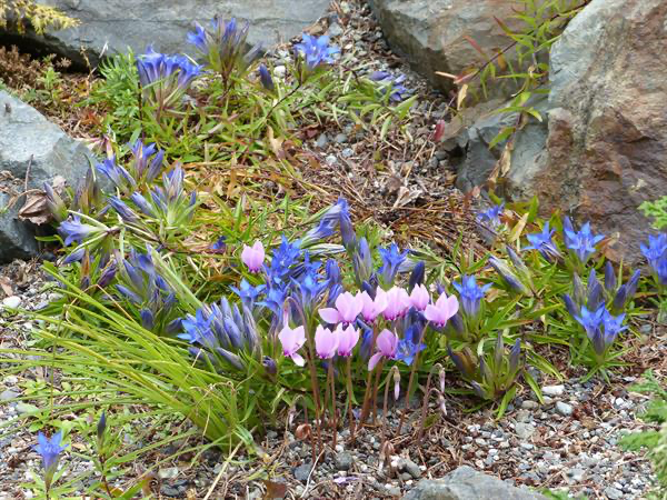  Cyclamen and Gentian blend together in a summer display. 