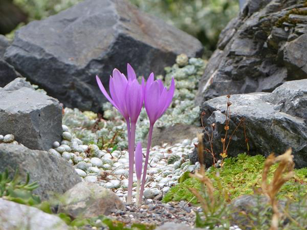  Many bulbs bloom in the rock garden every month of the year including this fall blooming Crocus. 