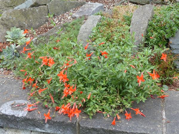  Zauchneria also known as Hummingbird Trumpet or California Fuchsia brightens the garden with fiery orange flowers late in the summer. 