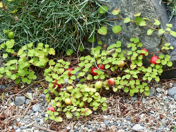  Fuchsia procumbens or Trailing Fuchsia features large berries late in the fall. 