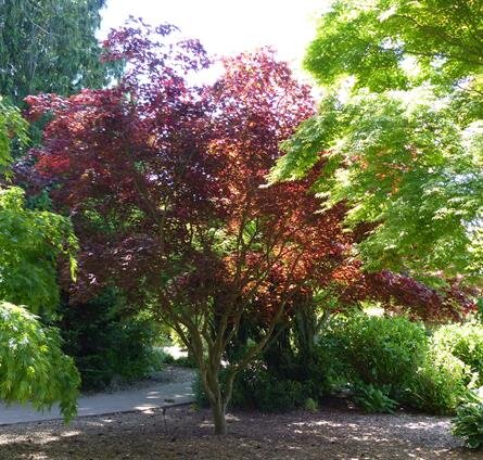  Moonfire Japanese Maple: “Our Moonfire is a striking multi-trunked specimen that has great red color from spring through fall.” 