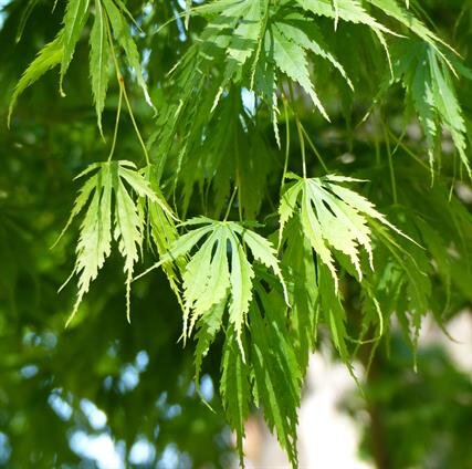  Omure yama Japanese Maple: “Omure yama displays nice cut green foliage, a gorgeous weeping habit, and spectacular fall color. Think big ol’ mushroom shape!” 