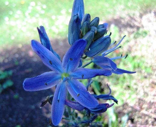  Camas (Camassia squamash) a bulb with grass-like leaves in the lily family which blooms in tall purplish blue spikes. Bulbs were an important food for aboriginal people. 