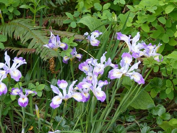  Oregon Iris (Iris tenax) Rhizomes form clumps strap like leaves and have showy flowers in May and June, colors ranging from white to dark violet blue. Aboriginal people braided the leaves into snares for animals as large as elk. 