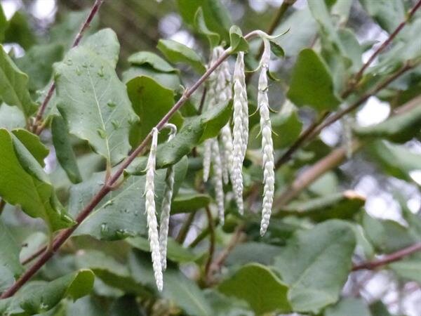  Silk Tassel (Garrya elliptica) evergreen shrub with oval leaves and long silvery catkins which appear in winter or early spring. 