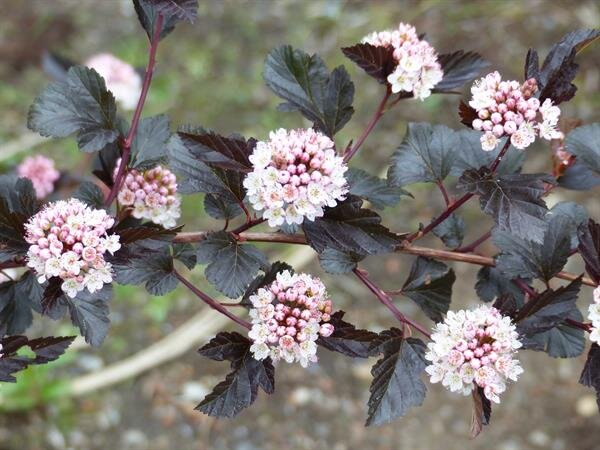  Ninebark (Physocarpus capitatus) a spreding deciduous shrub with shredding bark. White flowers in spring in rounded clusters. Some ninebark cultivars have dark purple foliage and pink-tinted flowers. Some tribes considered this shrub highly poisonou