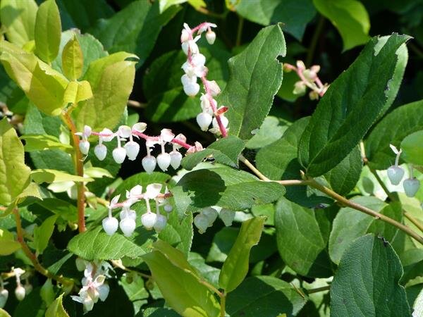 Salal (Gaultheria shallon); an attractive evergreen shrub with sprays of white bell shaped flowers which in turn form edible purple berries. The fruit was an important food for aboriginal people 