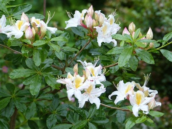  Western Azalea (Rhododendron occidentale) A deciduous shrub to 15 ft, with flowers in clusters. Cream colored petals, the upper petal streaked with pink or pale orange. 