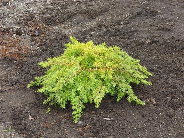  Juniperus conferta " All Gold" A visually stunning and durable ground cover Juniper 