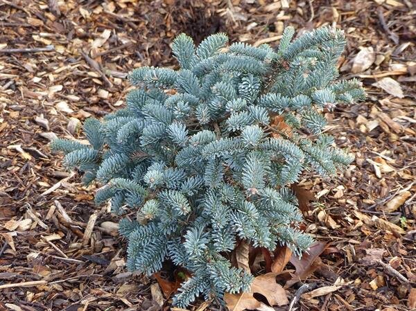  Abies procera "Glauca" A Blue Noble Fir know for it's striking blue grey needles. 
