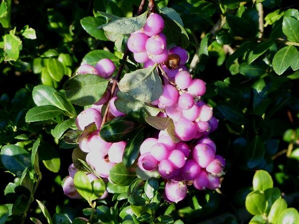  Symphoricarpus X doorenbosii "Kolmcan Candy" This Snowberry cultivar is know for candy-pink berries that ripen in early autumn. 