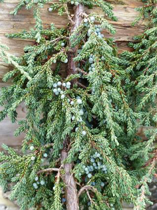  Juniperus communis variety jackii "Mountain Juniper" grows over on of the stumps placed in this garden. 