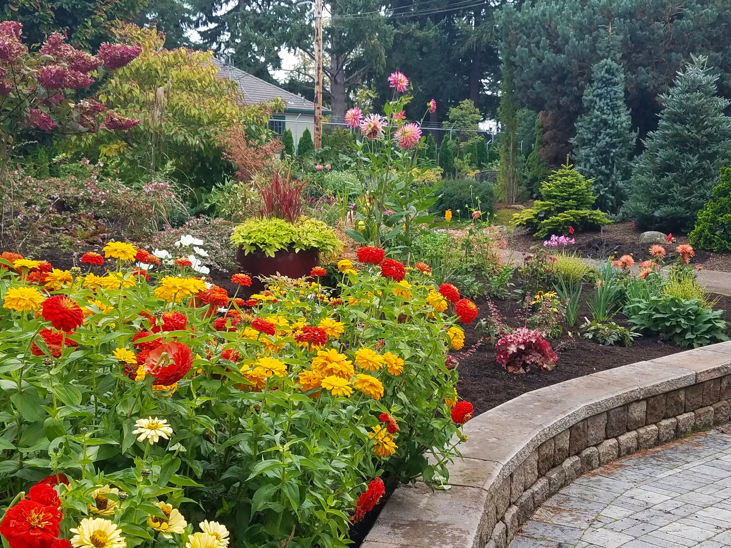  A late summer view of the border features annuals mixed with dahlias, roses and hydrangeas. 