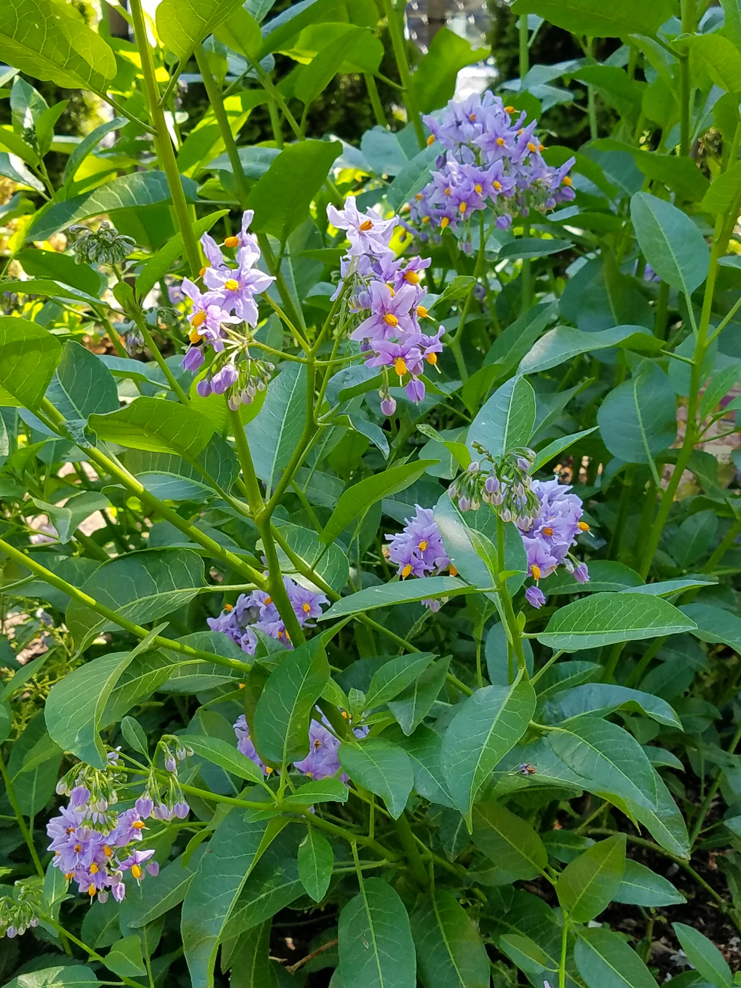  The Chilean blue potato bush has also been called a vine. It is an evergreen bush with flowers that bloom from March through November, and it's botanical name is Solanum Crispum Glasnevin. Grows quickly to 12 feet tall. 