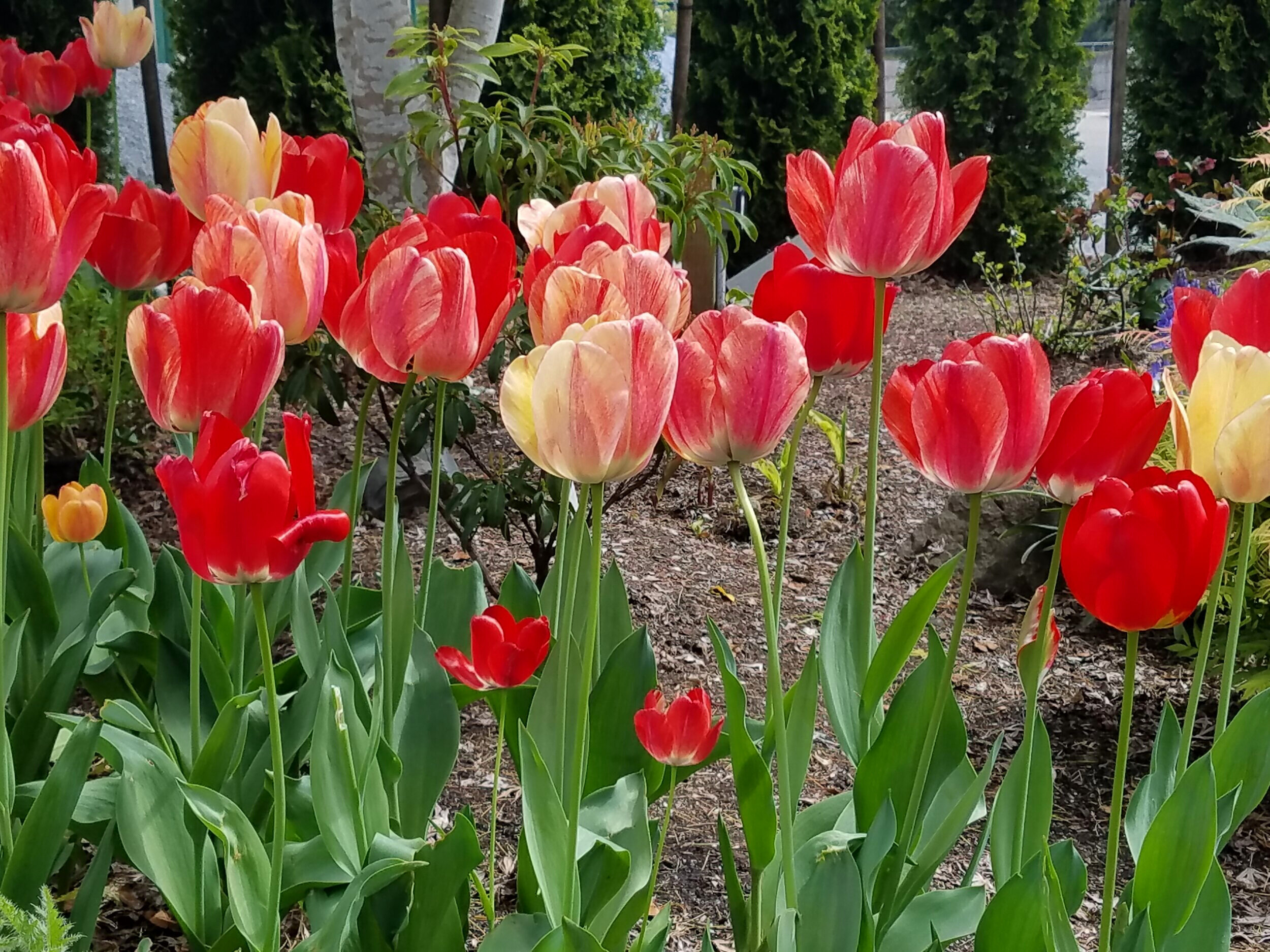  Tulip 'Gudoshnik' is a Giant Darwin Hybrid that stands almost 24 inches tall, and blooms in April for three to four weeks. 