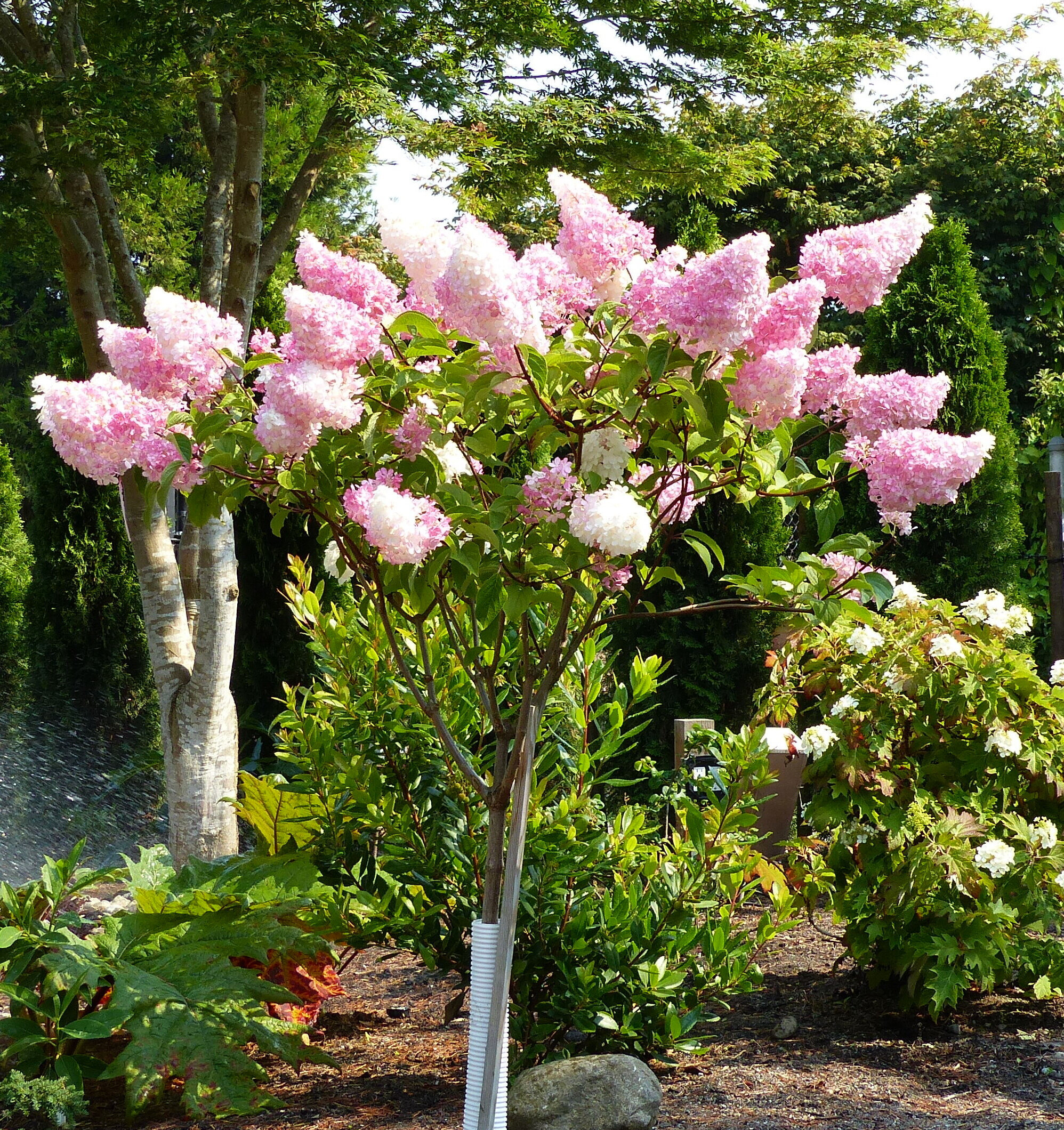  HYDRANGEA TREE 'VANILLA STRAWBERRY ' has a unique tri-tone color palette and it was bred as a small tree versus the typical hydrangea shrub. 