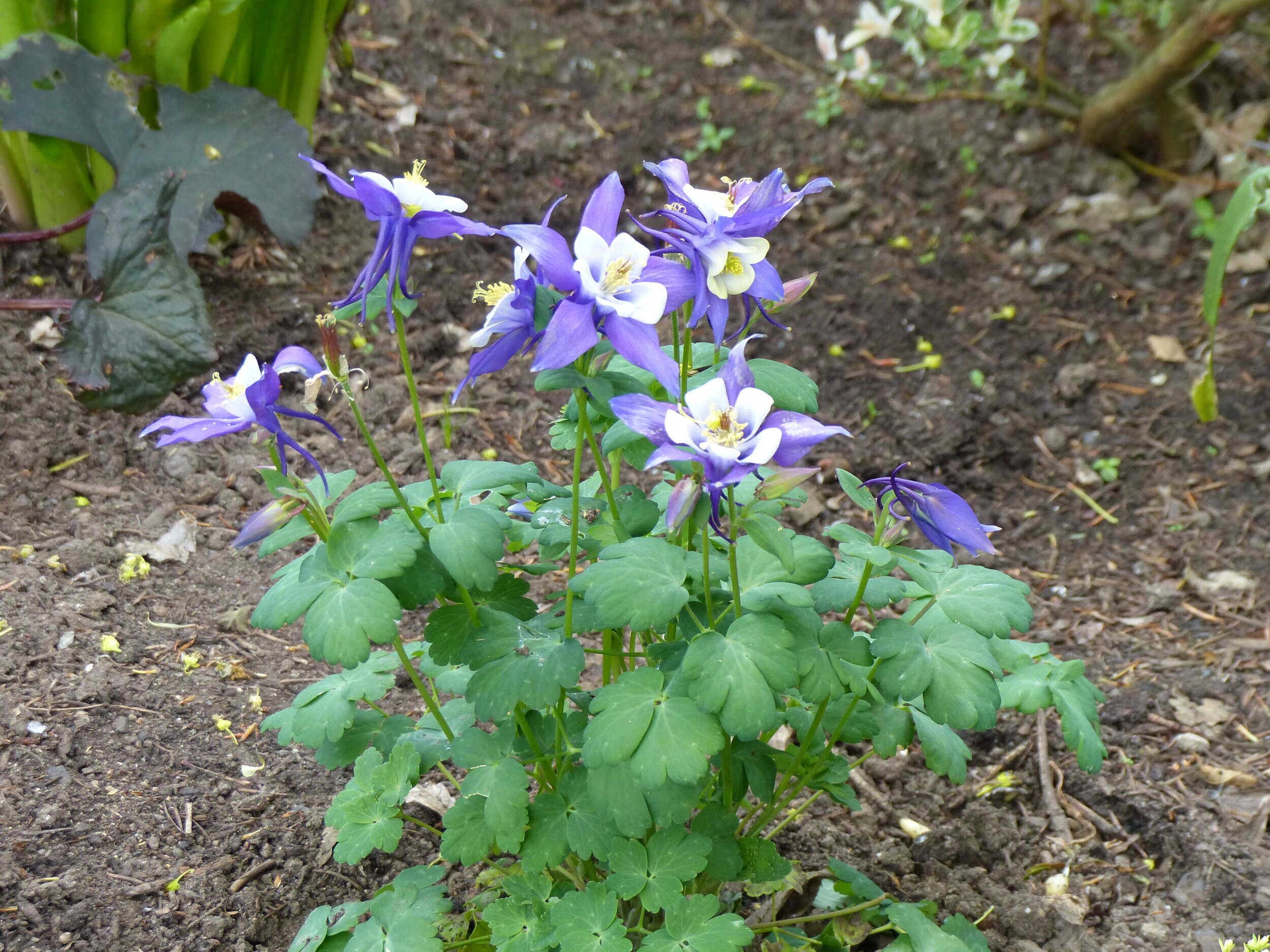  Columbines bloom from April until fall. Aquelligia (columbine) is seen in many colors and shapes, blooming from April until fall. 