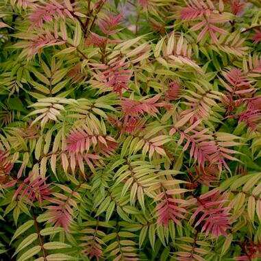  Sorbaria Sem A multi-colored shrub with fern-like foliage in the spring and white plumes in the summer. The leaves turn red-orange in the fall. 