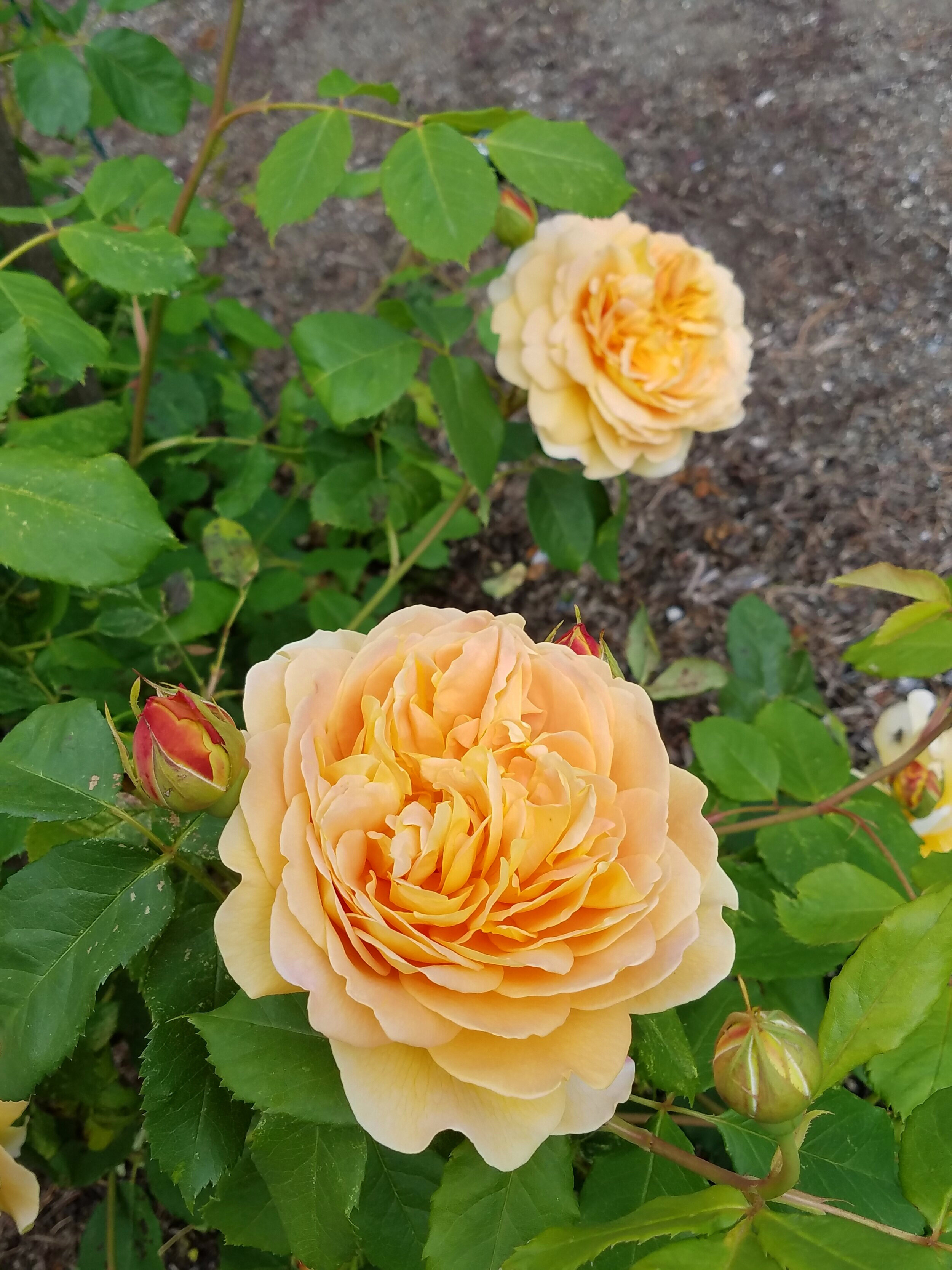  Rose 'Golden Celebration" is a very large flowered rose by the British rose hybridizer David Austin 