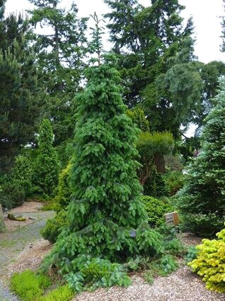 Picea omorika "Pendula": This is a named cultivar of Serbian Spruce known for a narrow upright growth with weeping limbs. 