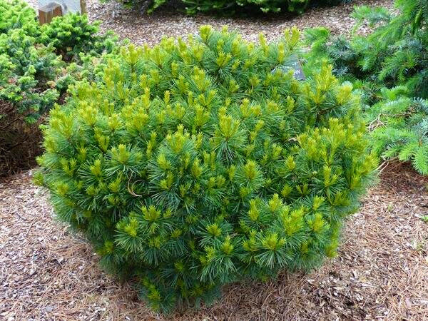  Pinus strobus "Horsford's Dwarf": This is a dwarf cultivar of the Eastern white pine know for dense branching. 